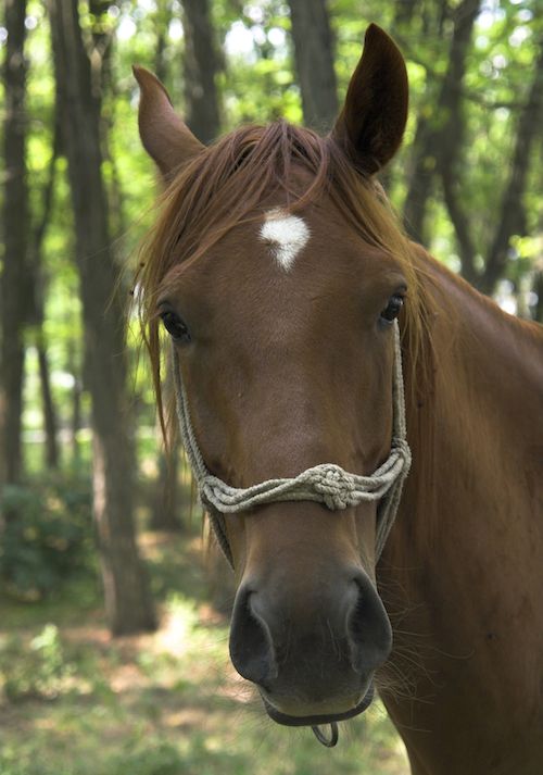 Greenfield, IA Equine & Horse Vet Adair County Vet Clinic